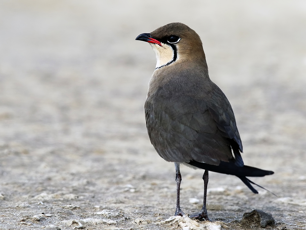 Collared Pratincole